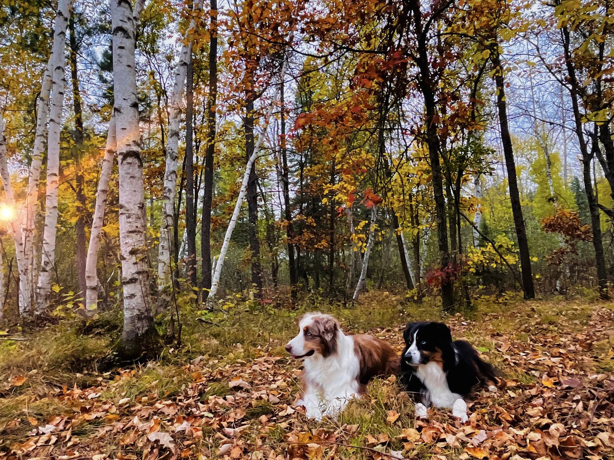 HutchsWeather's tweet image. ❤️Autumn with Aussies taken in Menahga MN.
Upload your doggy and fall photos today!!
#dogs #fallvibes #Minnesota #hutchsweather