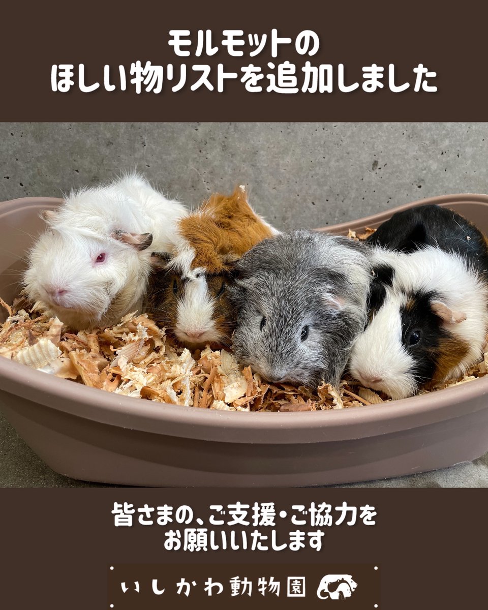 モルモットのほしい物リストを追加しました。
皆さまの、ご支援・ご協力をお願いいたします。

リンク先の太字よりご確認ください☟
ishikawazoo.jp/box/ichiran/ho…

#いしかわ動物園
#モルモット 
#ほしい物リスト
#隠れ家
#シェルター
