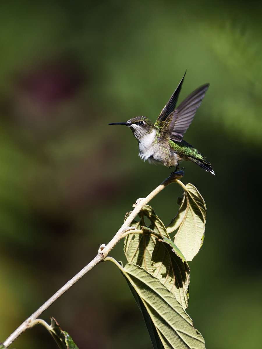 lirgGaming's tweet image. A juvenile male ruby-throated hummingbird took off in Fort Tryon Park. 09/14/2025 #birdcpp #birdphotography #BirdsSeenIn2025