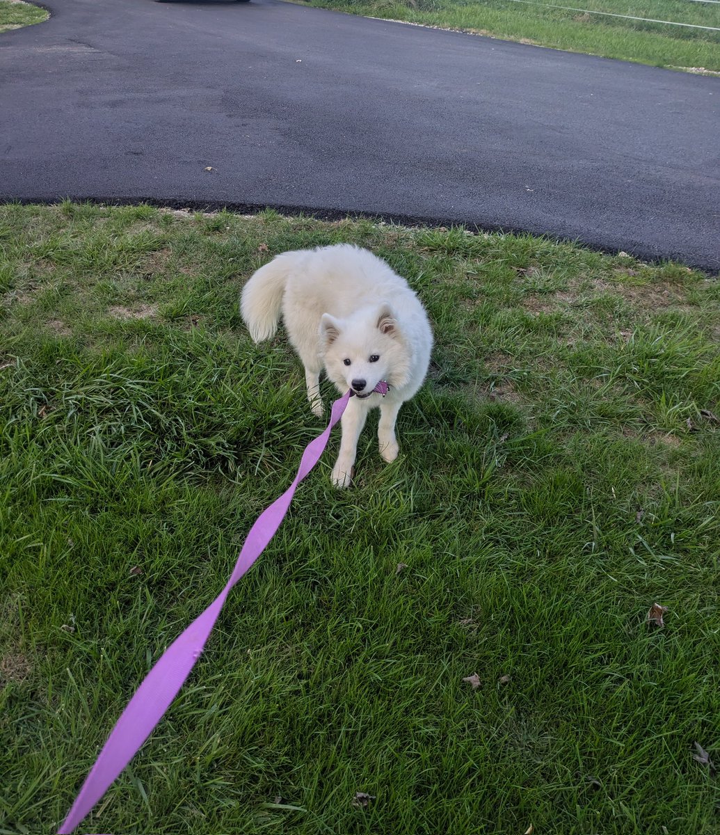 MissSheeb's tweet photo. Lyra is changing so fast 😭 https://t.co/ec0EBg307x