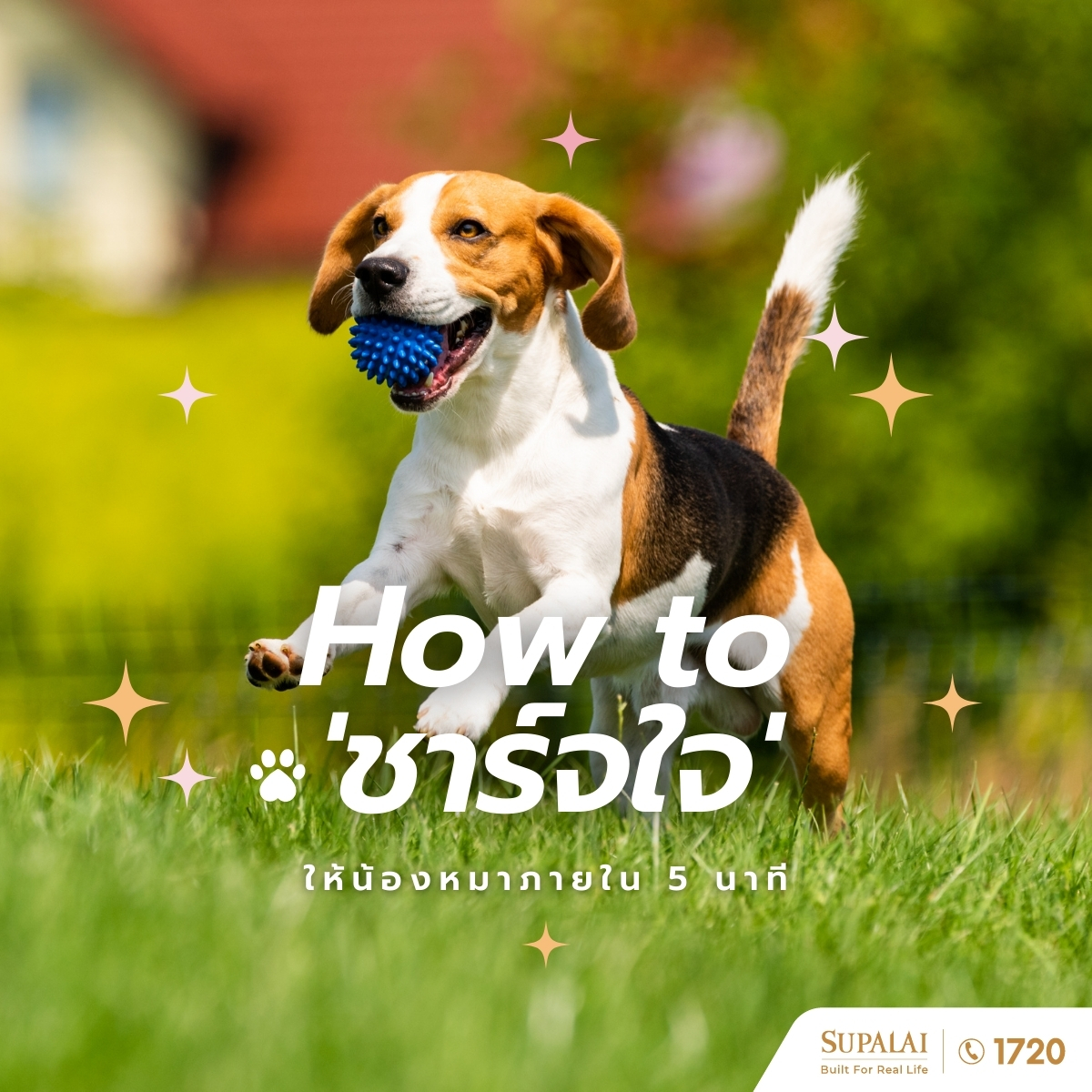 ไม่ค่อยมีเวลาเล่นกับน้องหมาช่วงนี้หรือเปล่า? งั้นขอแค่ 5 นาที!
เพราะสำหรับเขาสิ่งสำคัญที่สุด คือ การได้อยู่กับคุณ

นี่คือวิธีง่าย ๆ ที่ SUPALAI ขอเสนอในการเติมความสุขให้น้องหมาใน 5 นาที

ภาษากายแห่งความรัก
ลูบ เกา หรือแปรงขน จะทำให้เขาหลั่งฮอร์โมนความสุขออกมา

เกมสั้น ๆ