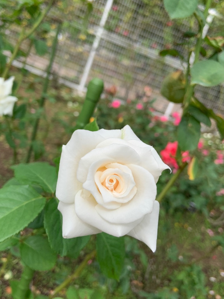 秋にもバラ咲くんだな…（植物知識が乏しい