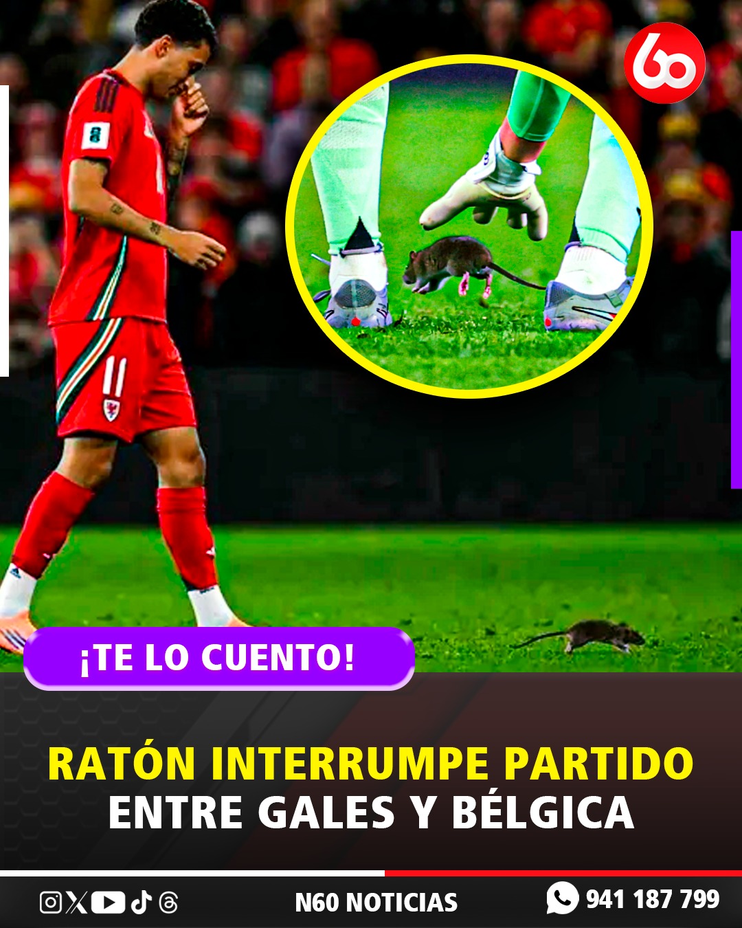 N60 Noticias on X: "🎙️#N60Noticias|| RATA INTERRUMPE PARTIDO ENTRE GALES Y  BÉLGICA || Durante un partido entre Gales y Bélgica, un pequeño ratón  ingresó al campo y acaparó la atención de jugadores
