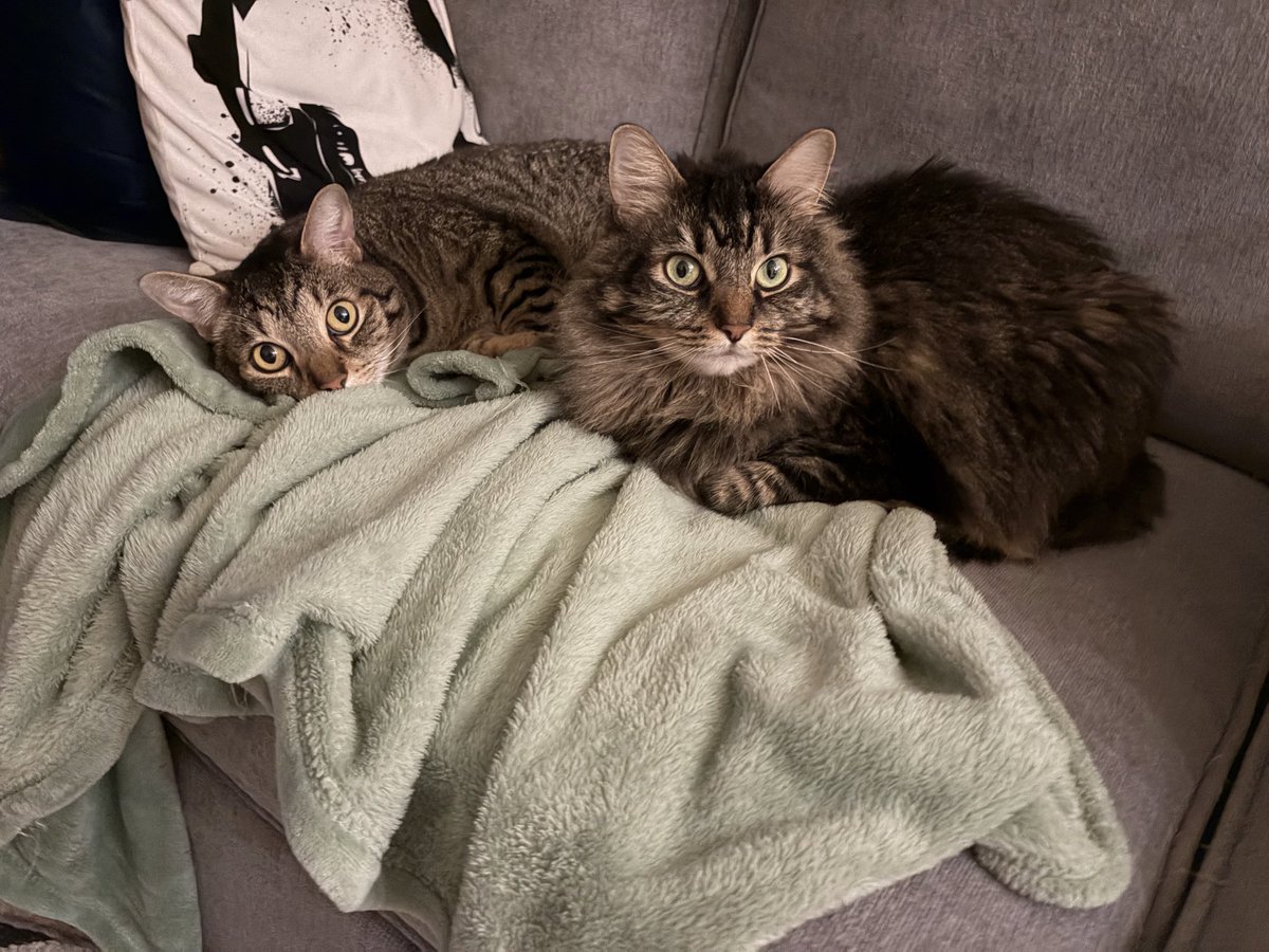 Tara Dublin, Rock Star Author & Political Savant tweet media