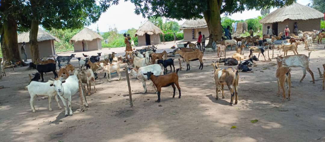 FAOSouthSudan's tweet image. In Maridi, @FAO organized a livestock fair to support vulnerable households, aiming to strengthen food &amp;amp; #Nutrition security in communities 🐐

This is part of the #Resilient Agricultural Livelihoods Project, funded by @WorldBank, owned by the govt of 🇸🇸 &amp;amp; implemented by FAO 🤝