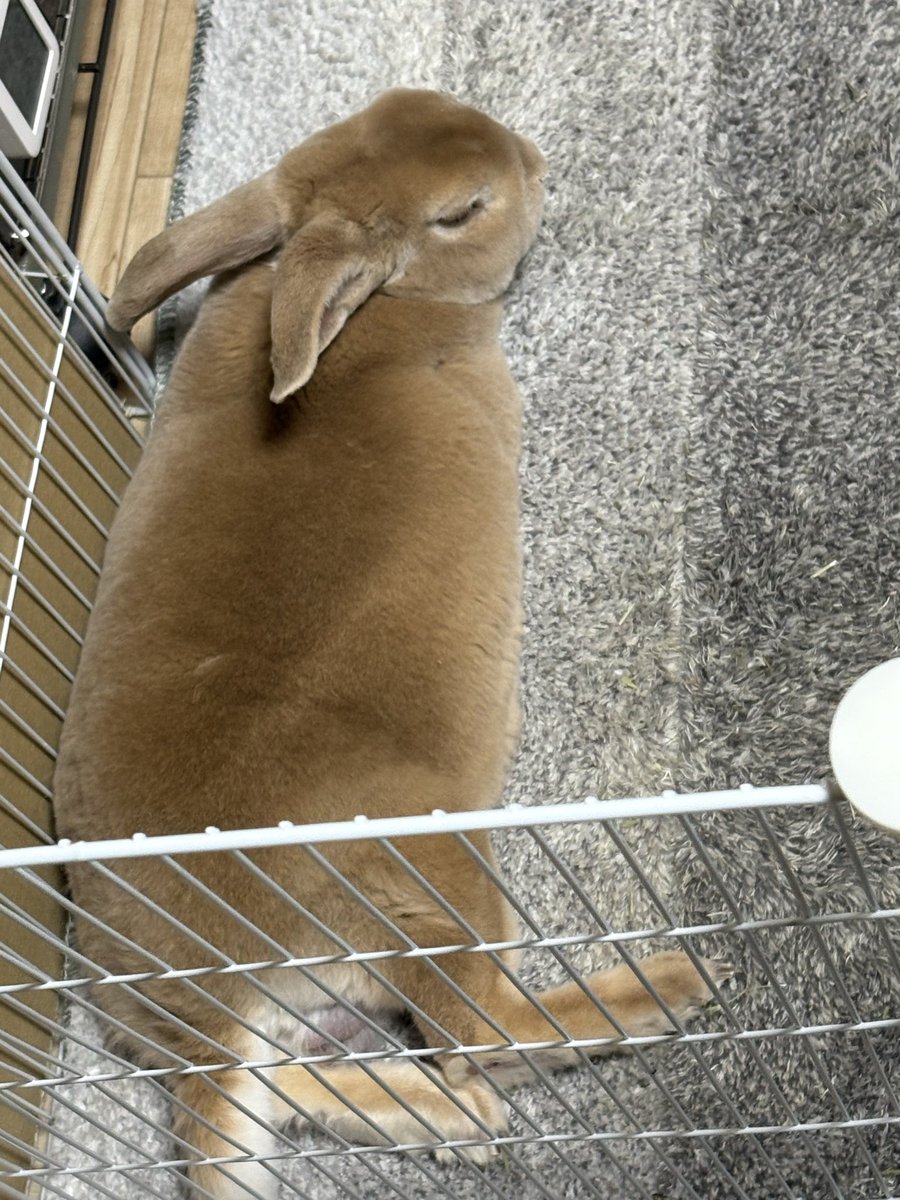hapi_hapi's tweet image. çªç· ãããš24床
éãããš20床ã©ã£ã¡ããããã
20床ããã?