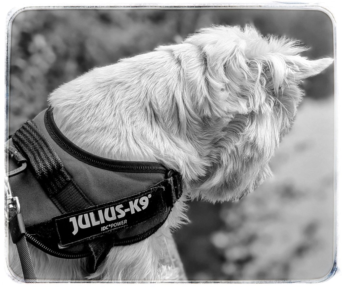 #Autumn walks
Wishing everyone the day they want, hopefully with some happy moments 
Thank you for for your support of Freddie &amp; our Autumn walks 
It is appreciated 🥰
A feeling of safety, warmth &amp; love 
I wish that to you all ✨
Things that make me happy 💛
#Gentleness 🩵