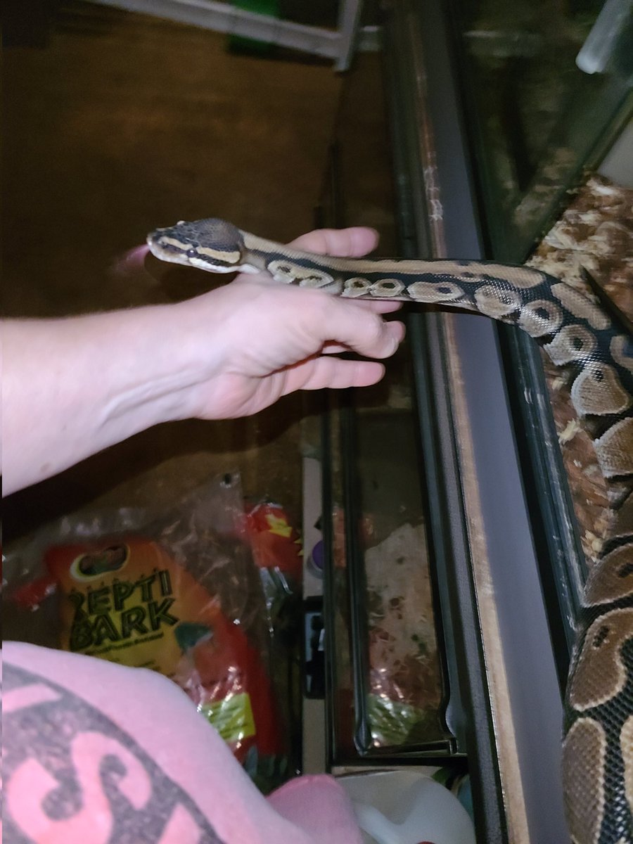 old_some69688's tweet image. Time for a neck massage. My pet python gives a great one.

#ballpythons