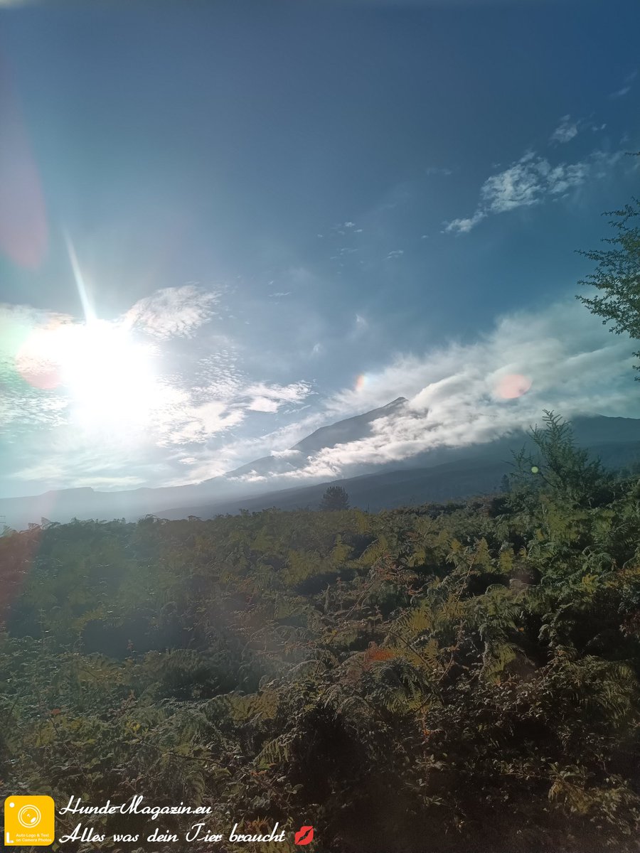 Der Teide versteckt sich noch ein wenig  hinter denn Wolken, schaut aber schon ein mal vielversprechend für den Beginn des Tages aus. Habt einen schönen Tag.