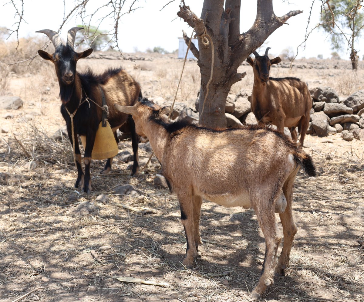 From 1 glass to 3 liters of milk daily!
In Loitoktok, women farmers supported by the Sowing   Change Project (CARE-WWF Alliance) with DGAK &amp; KALRO are restoring land,   planting fodder, and practicing dairy goat farming.
Families are healthier, incomes are rising, and   farmers