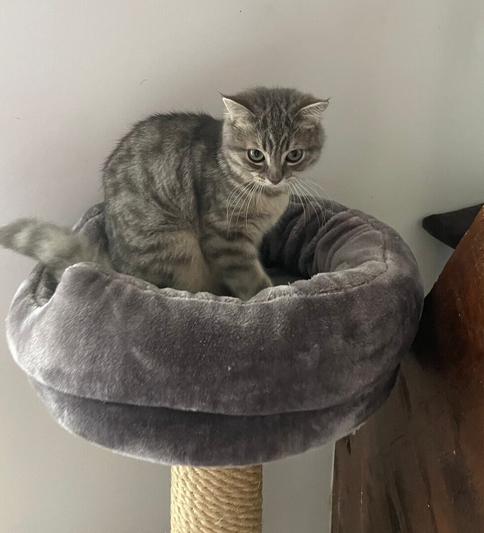 🟠 🐱 Chat perdu le 10/10/2025 à Cholet (49300).
Race : British Shorthair / Âge : 6 mois
Mishka / Mâle / Identifié(e) : Oui

☎️ 0769114733
📧 romihnourine0@gmail.com

#VigiPets #chatperdu #chattrouve #chat #perdu #trouve