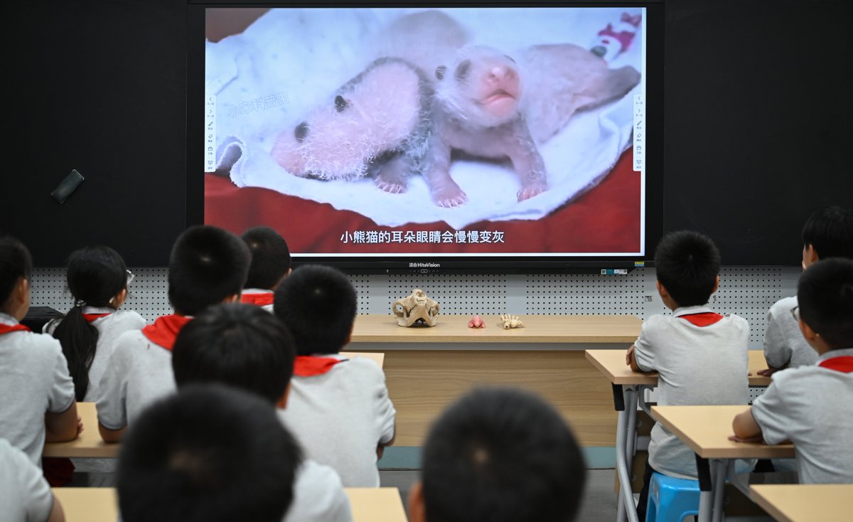 ChongqingCinc's tweet image. 🐼 From panda poop to parrot secrets, kids learned fun animal facts &amp;amp; shared love!
&quot;Cloud Donation · One Yuan Love&quot; charity class at Kuangshanpo Primary School of Shapingba District.
#AnimalProtection #CharityEdcuation 💚