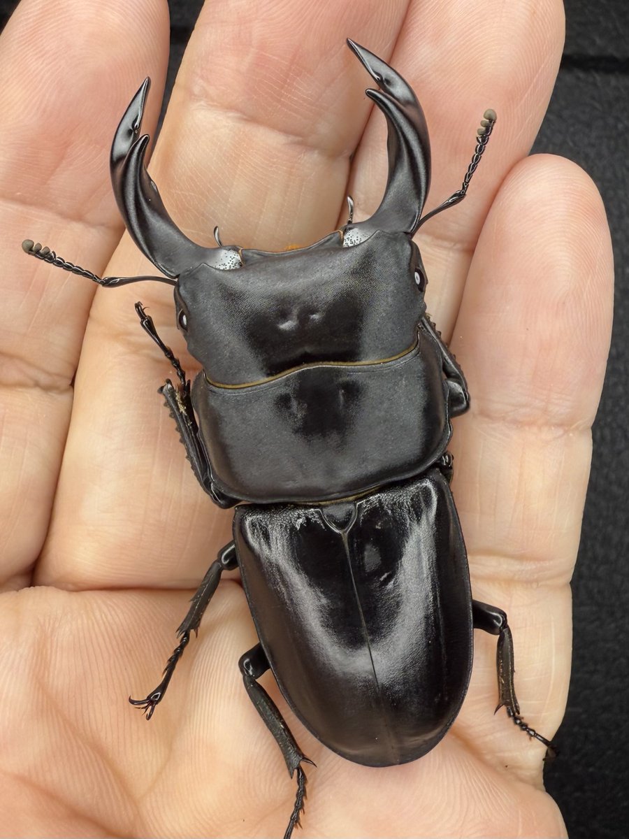 ルカニダエ (@cyberdorcus) / Posts / X