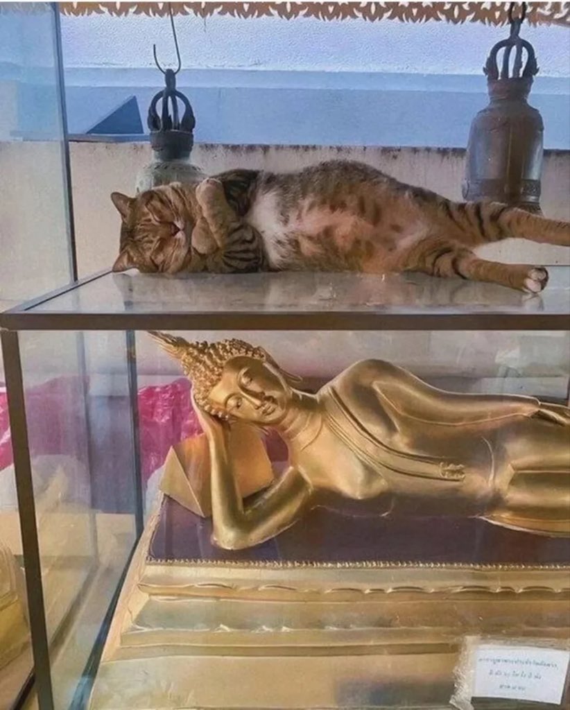 AuraWithCat's tweet image. Same