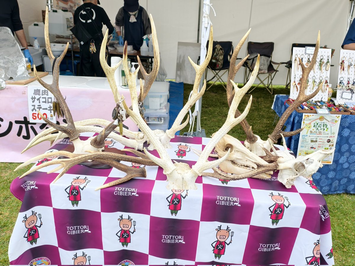 chilime's tweet image. 個人的に鹿を食べられる機会があれば食べるようにはしているのですが、鹿肉の美味しさがもっと世間に知られればいいのになとも願っており…。あと、熊も美味しいんですよ。