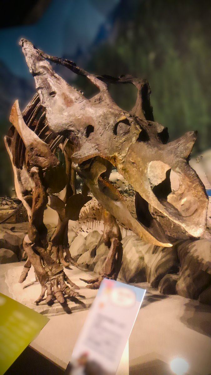 nito_mousou4's tweet image. #火曜日は化石の日 #国立科学博物館 #fossil
生命大躍進展のカスモサウルス
他の角竜類に比べてどこか柔和な雰囲気を感じるあたたかみのある恐竜です。
Leaps in Evolution
Chasmosaurus belli
I like a soft expressions.