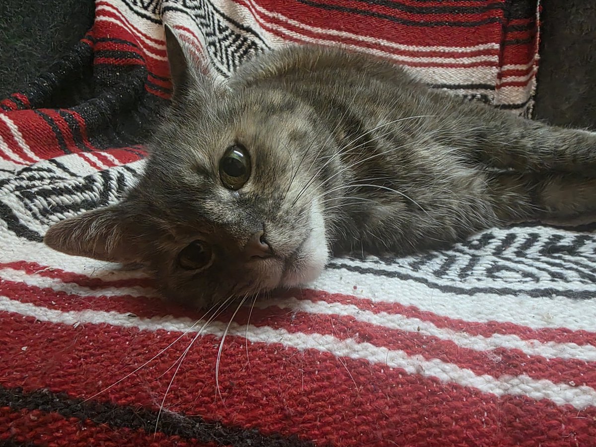 Crazy day today, going to hang out with this girl to end it. Love, cherish, and most importantly, take care of your pets.