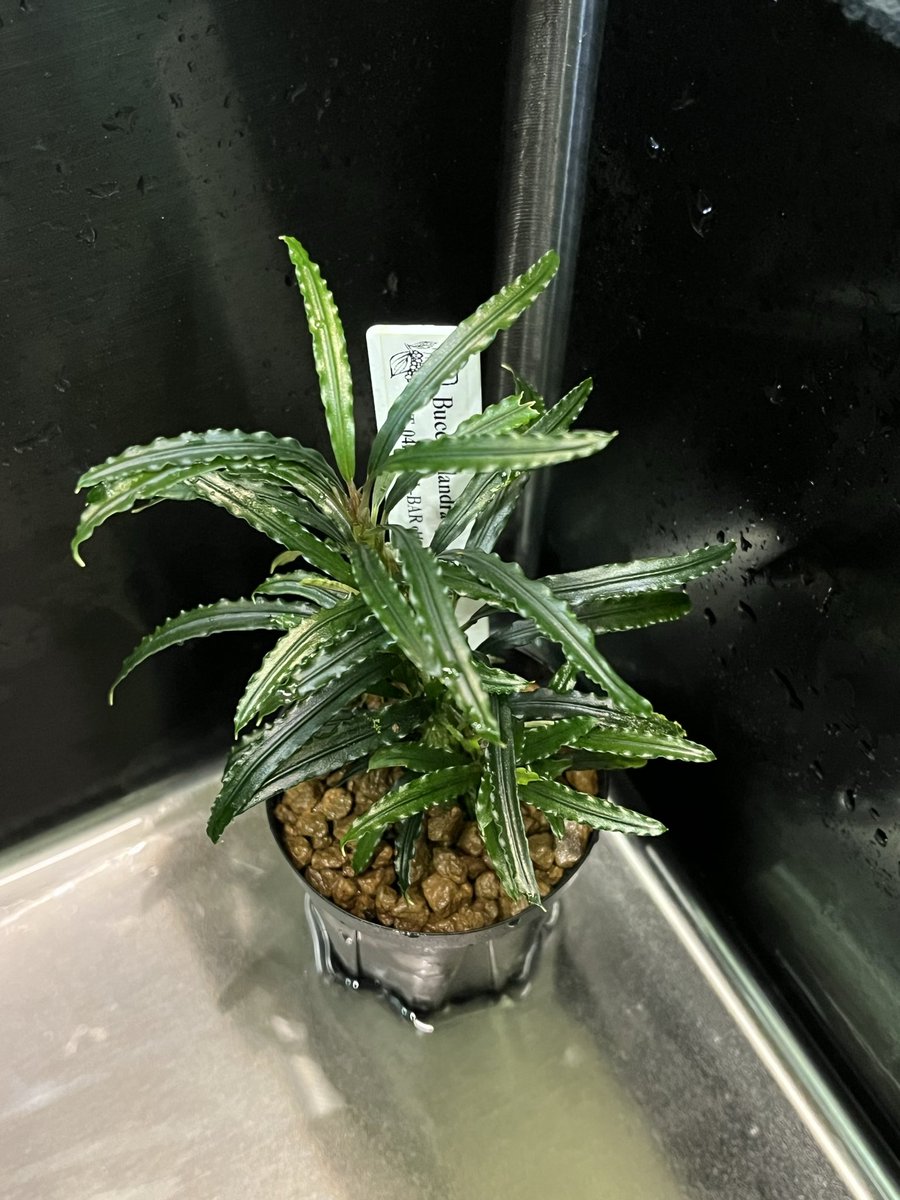 数日ぶりの…
今日のブセファランドラ🌱