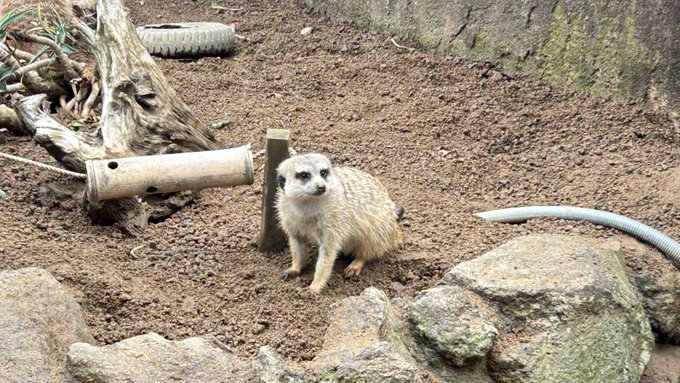 æ
è¡ããåž°ã£ãŠããŸãã!
åç©åã«ãè¡ã£ãŠããŠãšãŠãå
å®ããŸããã
ææ¥ããã¯ãŸãéåžžæ¥åã«æ»ããŸãã®ã§ãããããé¡ãããŸã