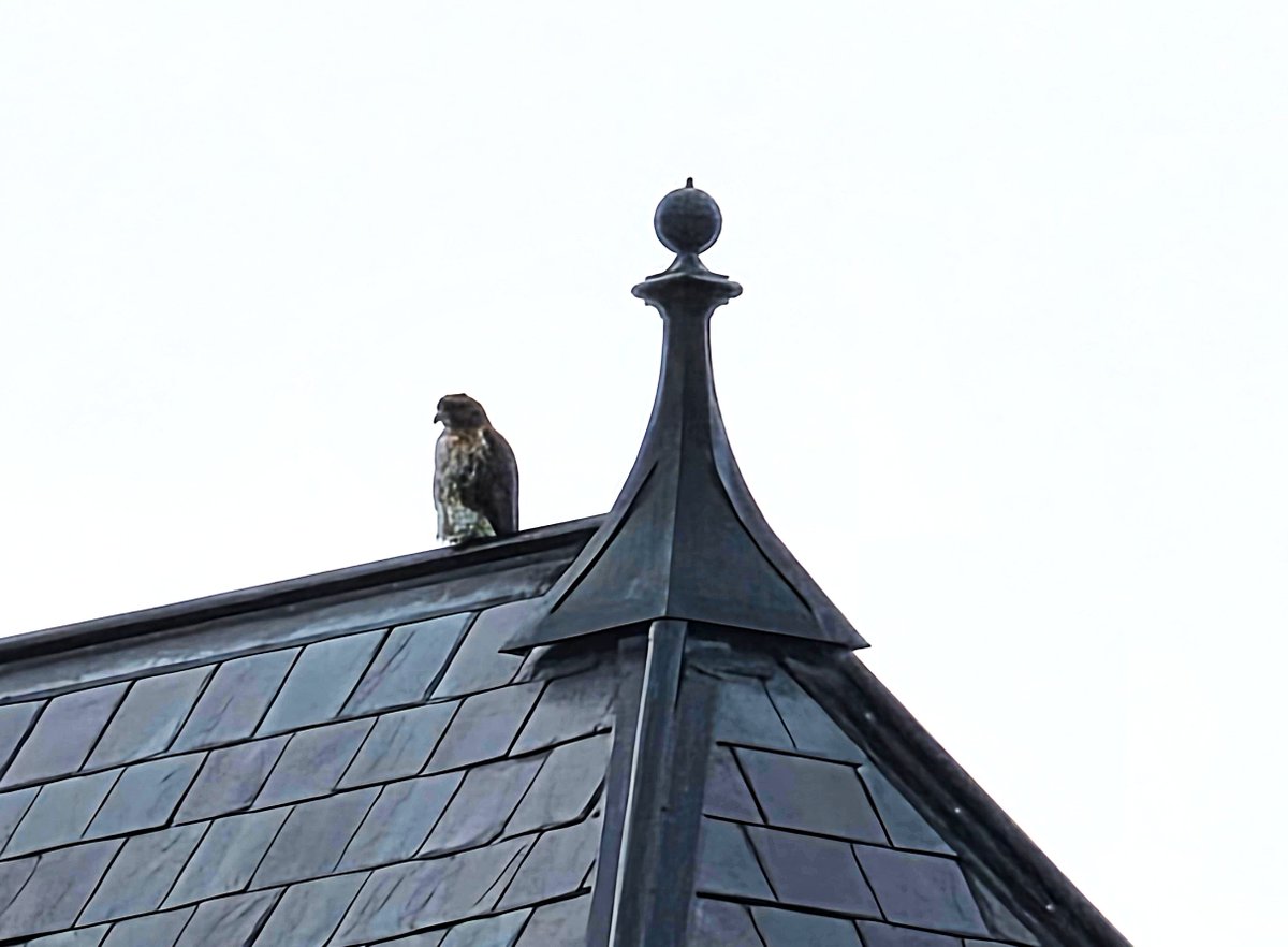 10/13 Our Bogs brave the rainy weather in CornellHawks Land and spot BR and Arthur together on Lincoln Hall.

The molt and rainy weather make for difficult ID, but gorgeous BR is on the right and Arthur on the left.   

Many thanks to Suzanne and woodg for the rainy day scaps!
