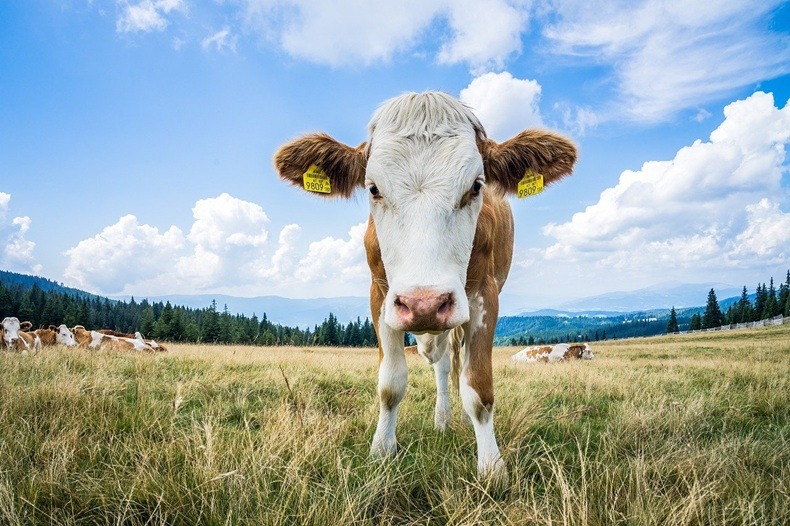 SostenCarni's tweet photo. 🌱 #ZootecniaRigenerativa: un modello che rigenera il suolo, tutela la #biodiversità e rafforza la resilienza degli ecosistemi.
🐄 L’#allevamento non è il problema, può essere parte della soluzione.
https://t.co/lI0z9VrSXY https://t.co/CwJgIJbaPp
