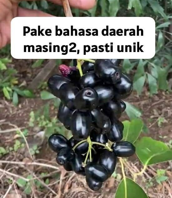 KucengTerbanggg's tweet image. 