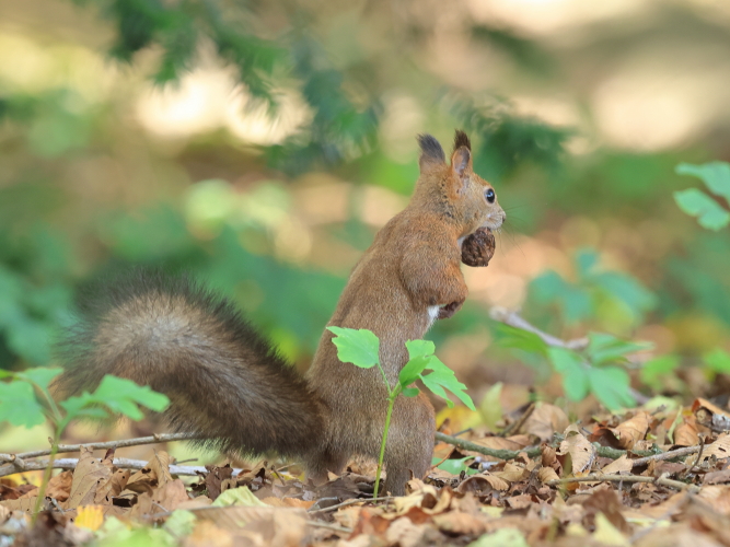 クルミ③🐿️ #エゾリス #胡桃 #去り際