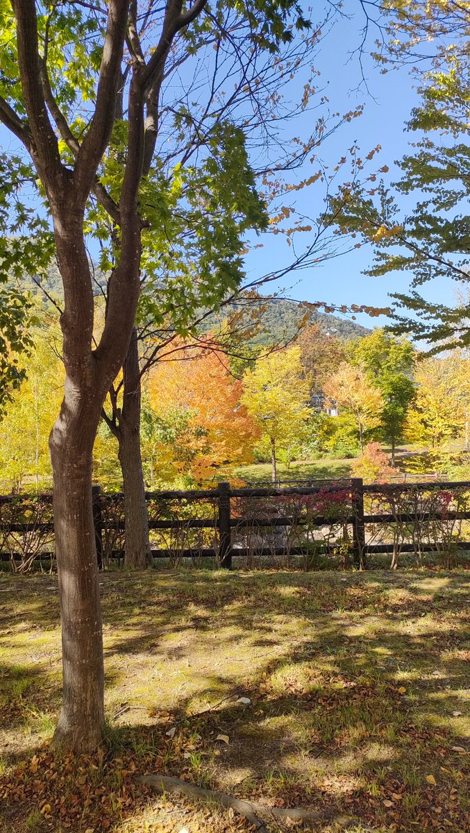 札幌は葉が色づいてきて綺麗です！最近頑張りすぎるとつらいのでたまにずっと寝る日と散歩する日を作るのが良いんだなって気づきました
#札幌　#散歩　#大学生　#プログラミング