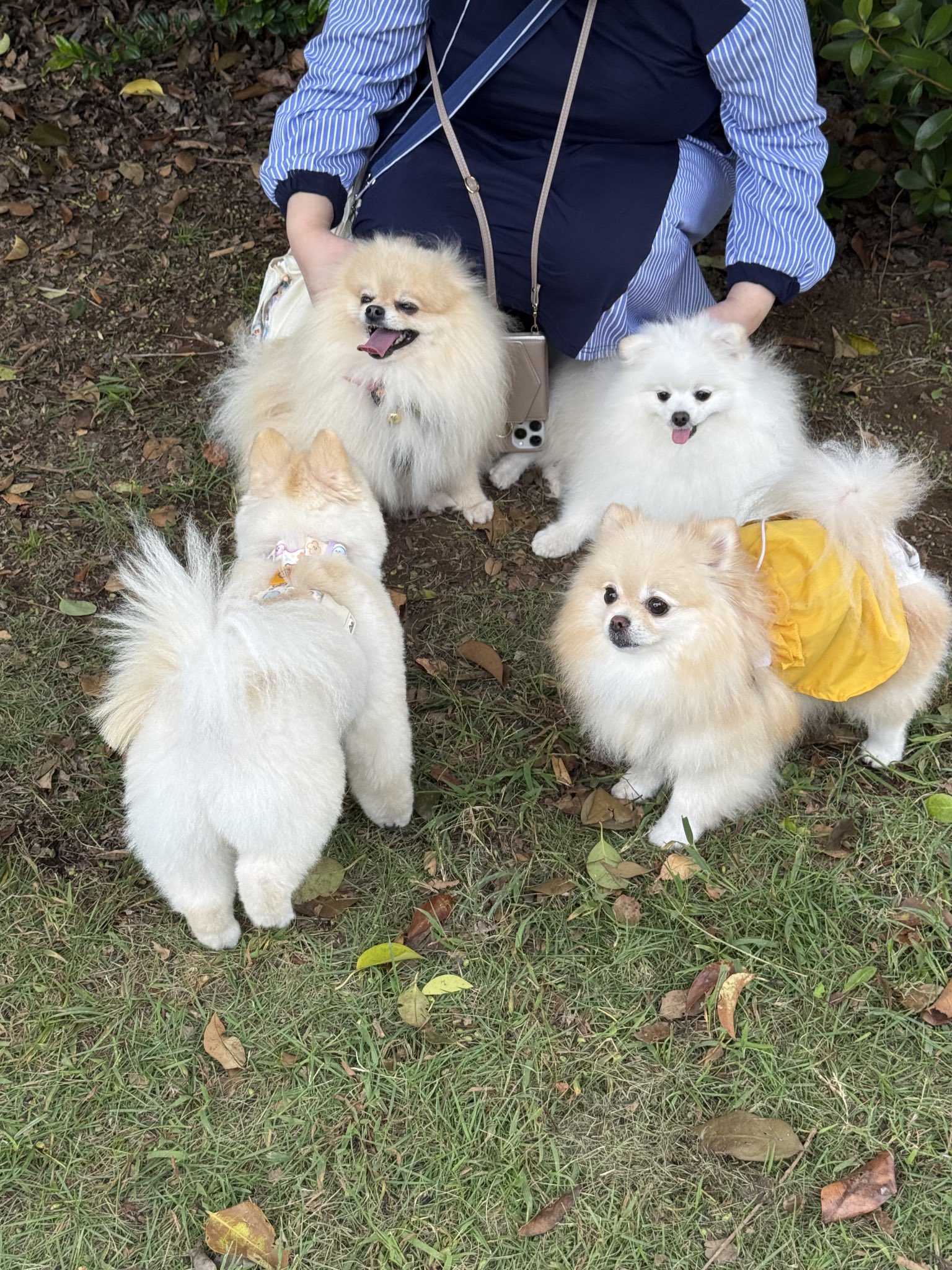 ポメラニアンの人様 ポメラニアン/若様♀🐶 (@pomeranian_waka) • Instagram photos