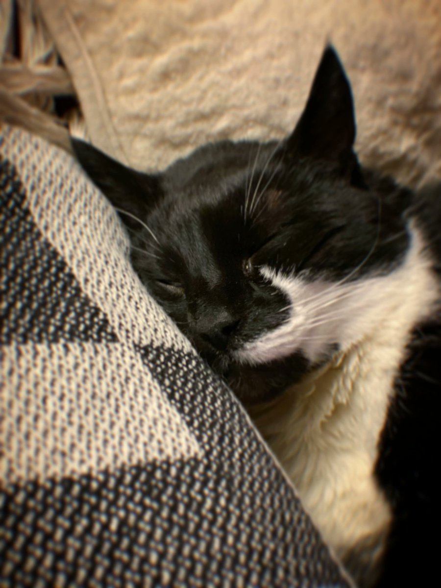 It's been 9 months since Taffa left us! 😢 She's in my thoughts every day. ❤️ I miss her so much that it hurts. 💔 I'm so thankful for all the years we all had with her. 😻 #9Months #9Lives #Cat #BlackAndWhiteCat #CuteCat #TaffaTheCat #Taffa #CatHeaven #Grief