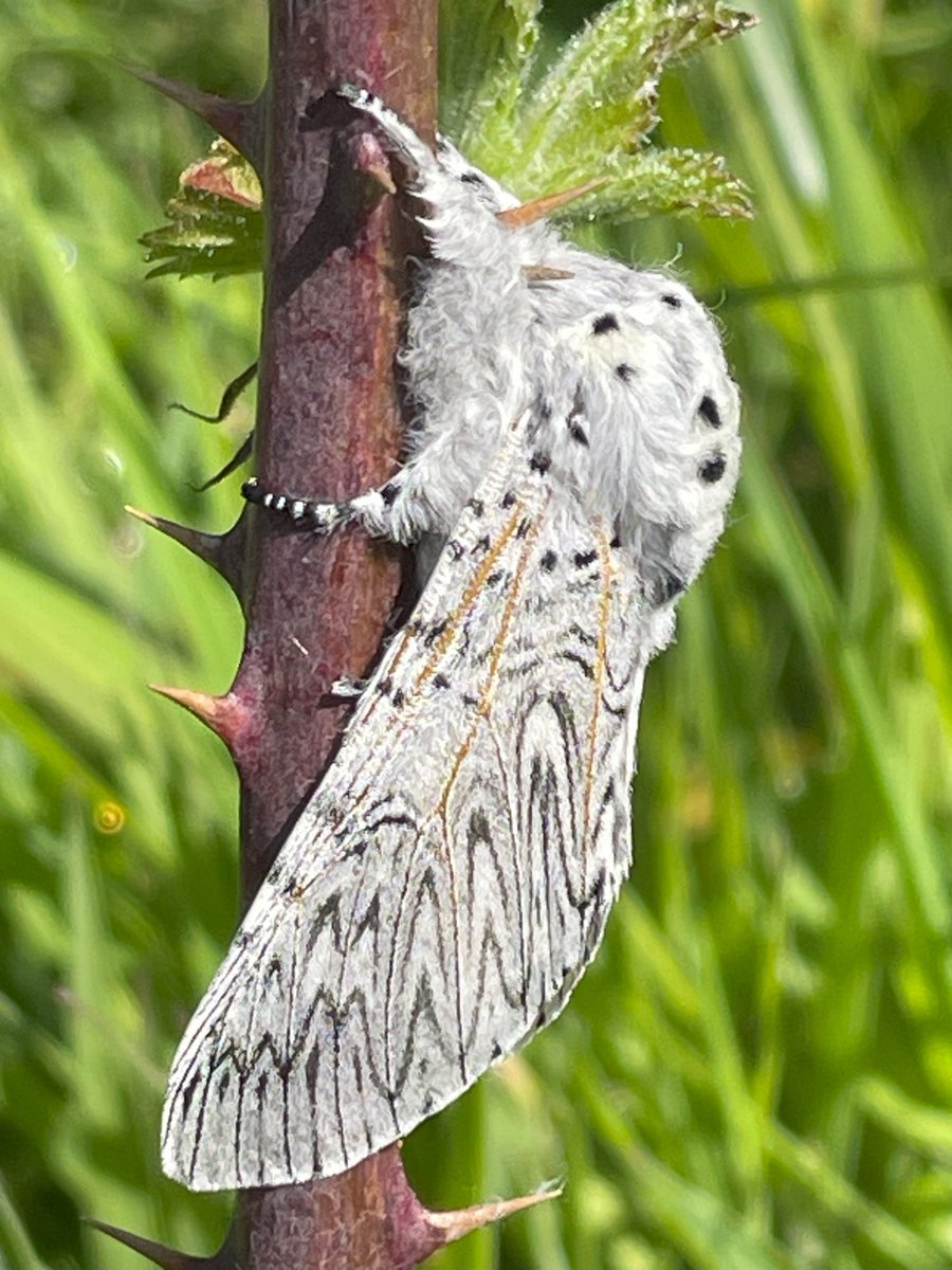 The Moth section of our annual Photographic was keenly contested. At one stage I thought I may be called on to give my casting vote but this image of a Puss Moth by David Beecroft  just edged in front when all the votes were counted. #mothsmatter