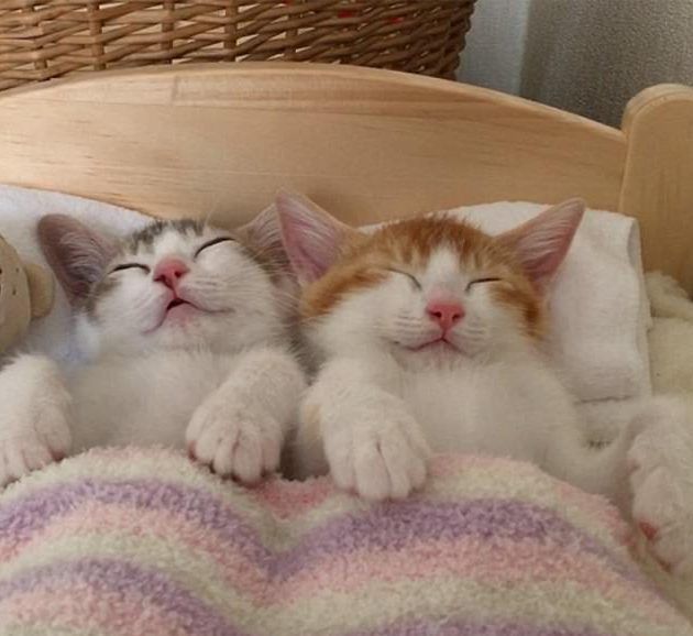 Sweet Dreams
おやすみニャンコ
#猫好きな人と繋がりたい #猫かわいいね #Cats