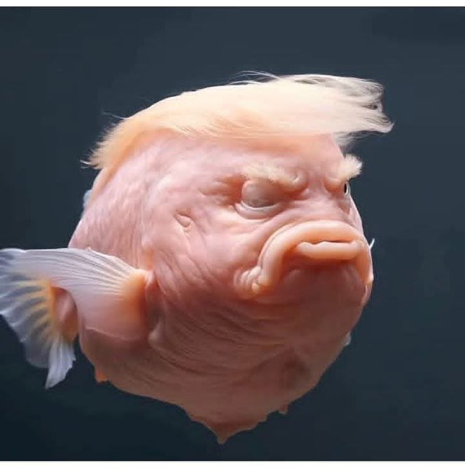 في حد عارف  اسم هذه النوع من  السمكة؟ 😂🌹
#أسماء_عبدالله