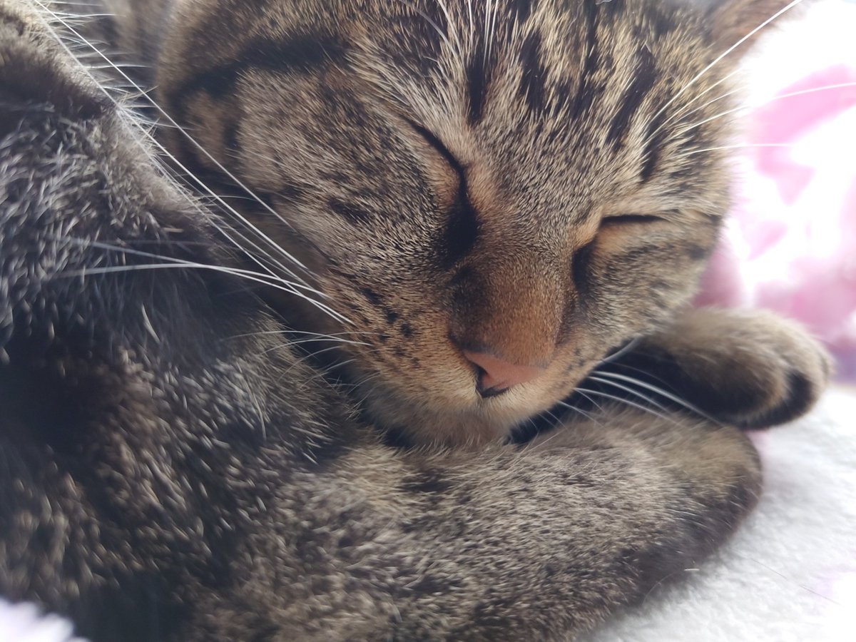 Cat_symfony's tweet image. 毛布だしたよ #猫がいる幸せ #猫 #Cat