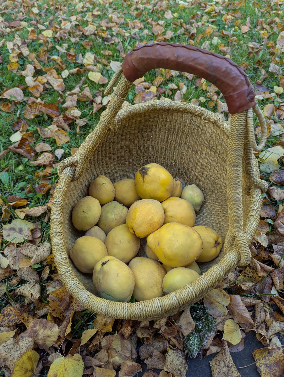 Smuda_Berlin's tweet photo. Ernte im Garten. Quitten. Im anderen Korb sind jede Menge Äpfel. #Berlin im Herbst. Ganz schön! https://t.co/OYZHlbD1mL