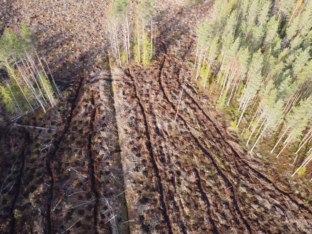 Jälleen uusi uusi tutkimus romuttaa myyttiä kestävästä suomalaisesta metsätaloudesta. Hakkuiden haittoja pitäisi torjua suojelualueita lisäämällä, toteaa Jyväskylän yliopisto. Kuva Multialta valtionmetsästä, jossa kuulema oli "erityisiä ympäristöarvoja". metsalehti.fi/uutiset/tutkim…