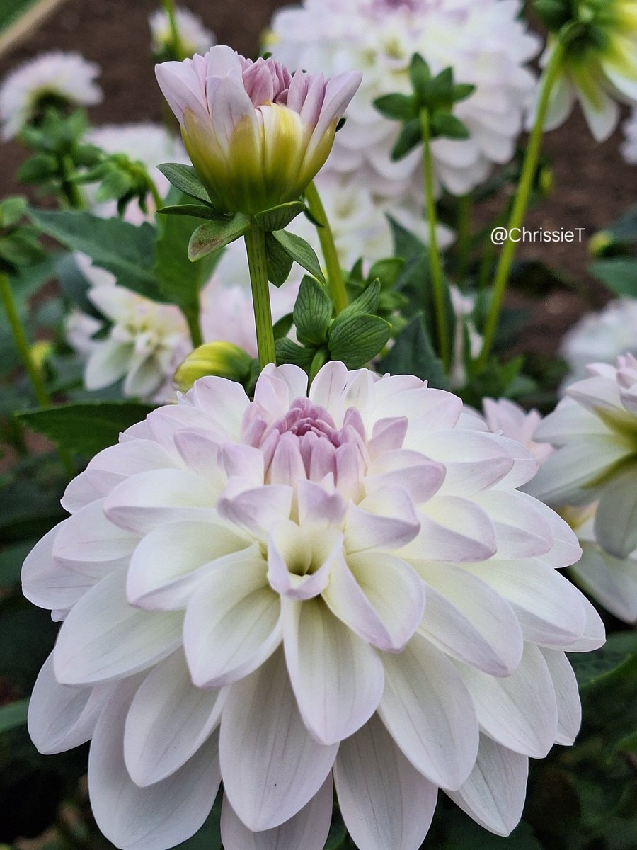ChrissieT1894's tweet image. Hope you have a lovely Tuesday whatever you have planned. Pic of my favourite Dahlia 'Eveline' still blooming beautifully 🙋‍♀️🤍💜🤍
#Dahlia #Flowers #Allotment #Gardening #FlowersOnX #TuesdayFlowers #DahliaLove