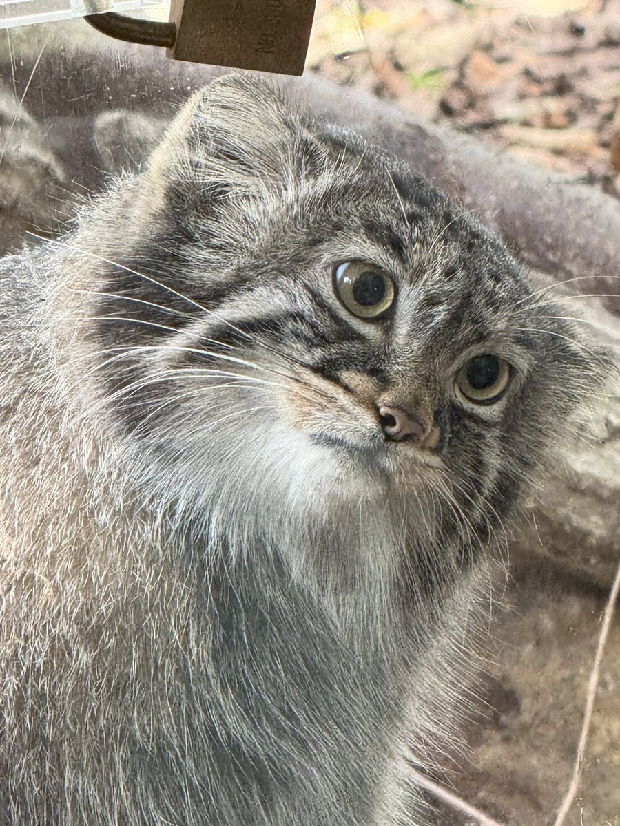 あなた、お肉持ってないの？
と、お客さんに圧をかけるアブちゃん
#アブリコース
#マヌルネコ
#那須どうぶつ王国