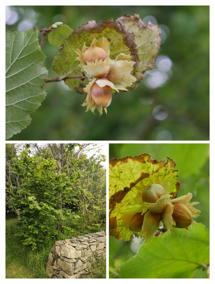 Hazel nuts were an important part of the diet of the ancient Irish and like other Autumn foods, such as the apple, they became a part of Samhain celebrations 🌰🎃

Gathered around a fire unmarried folk would give each of the nuts that they had collected the name of a potential