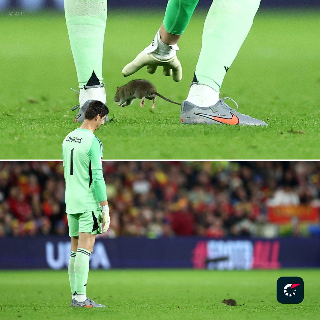 FlashScorePL's tweet image. 🇧🇪 Thibaut Courtois podczas meczu eliminacji do ⚽ Mistrzostw Świata musiał radzić sobie nie tylko z obroną strzałów 🏴󠁧󠁢󠁷󠁬󠁳󠁿 Walijczyków, ale i niecodzienną interwencją. Podczas spotkania na boisko wbiegł niespodziewany gość  🐀🐭

Starcie z gryzoniem przegrał 😉, mecz zakończył się…