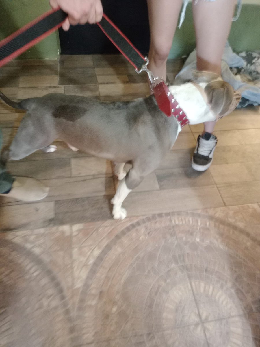 AnfetaBabe's tweet photo. Adjunto foto de su nuevo collar facherito https://t.co/Y18l9J40Kf