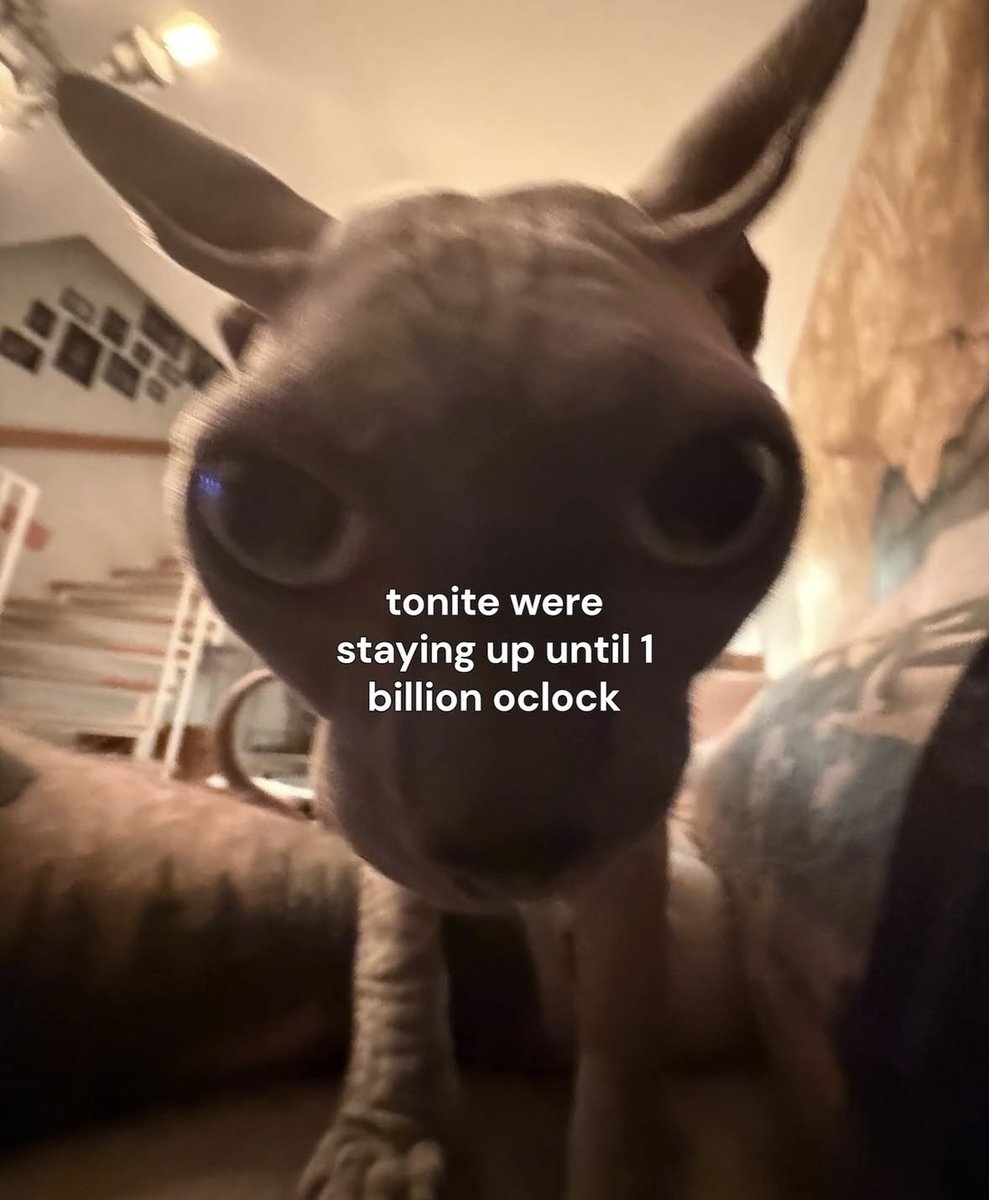 raccoon aesthetic. tweet media