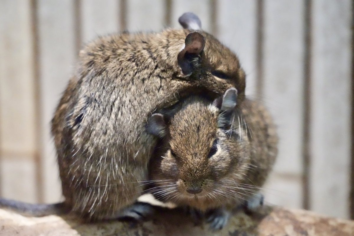 あったまろっ。
2025.10.13
#デグー #小獣館 #上野動物園