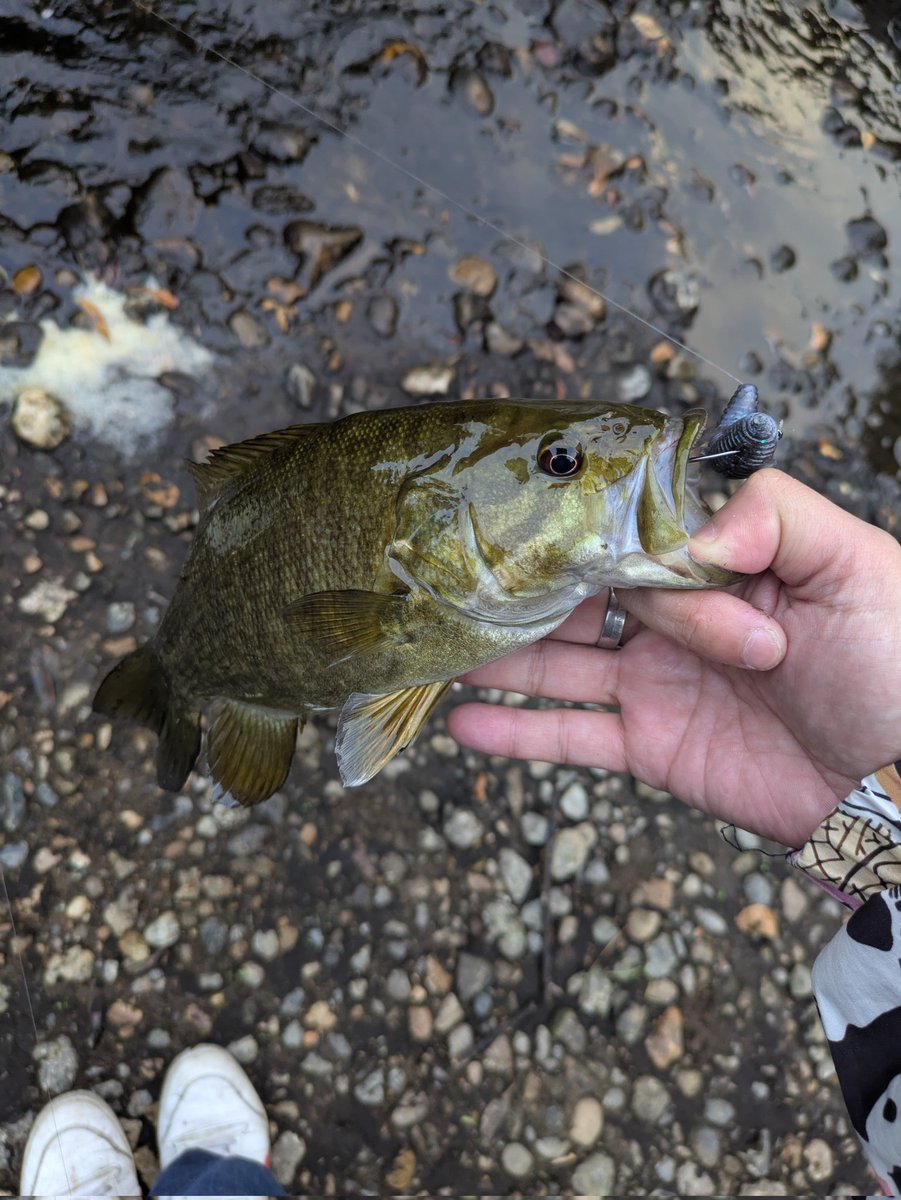 akesoki's tweet image. お恥ずかしながら、本日Birthdayでした✨️

この直後に、イノシシの一家が川を渡ってるのを見ました…
怖っ(；・∀・)

#誕生日
#スモール
#川バス