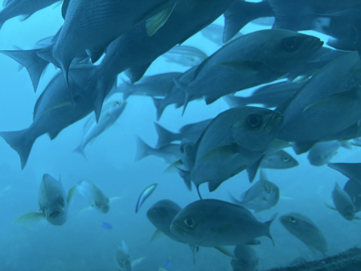 お魚パラダイスからこんにちは🐟🐟
『今日船』は #ゲムマ2025秋 に向けて
少しずつ準備していきますよ‼️

クラファン頂いた方には、第二版をお届けしました📦
拡張版と解説冊子の方は制作遅れておりますが、年内にはお届けできるかと思います🏃‍♂️💨

君たちは海の豊かさを守り切れるか⁉️