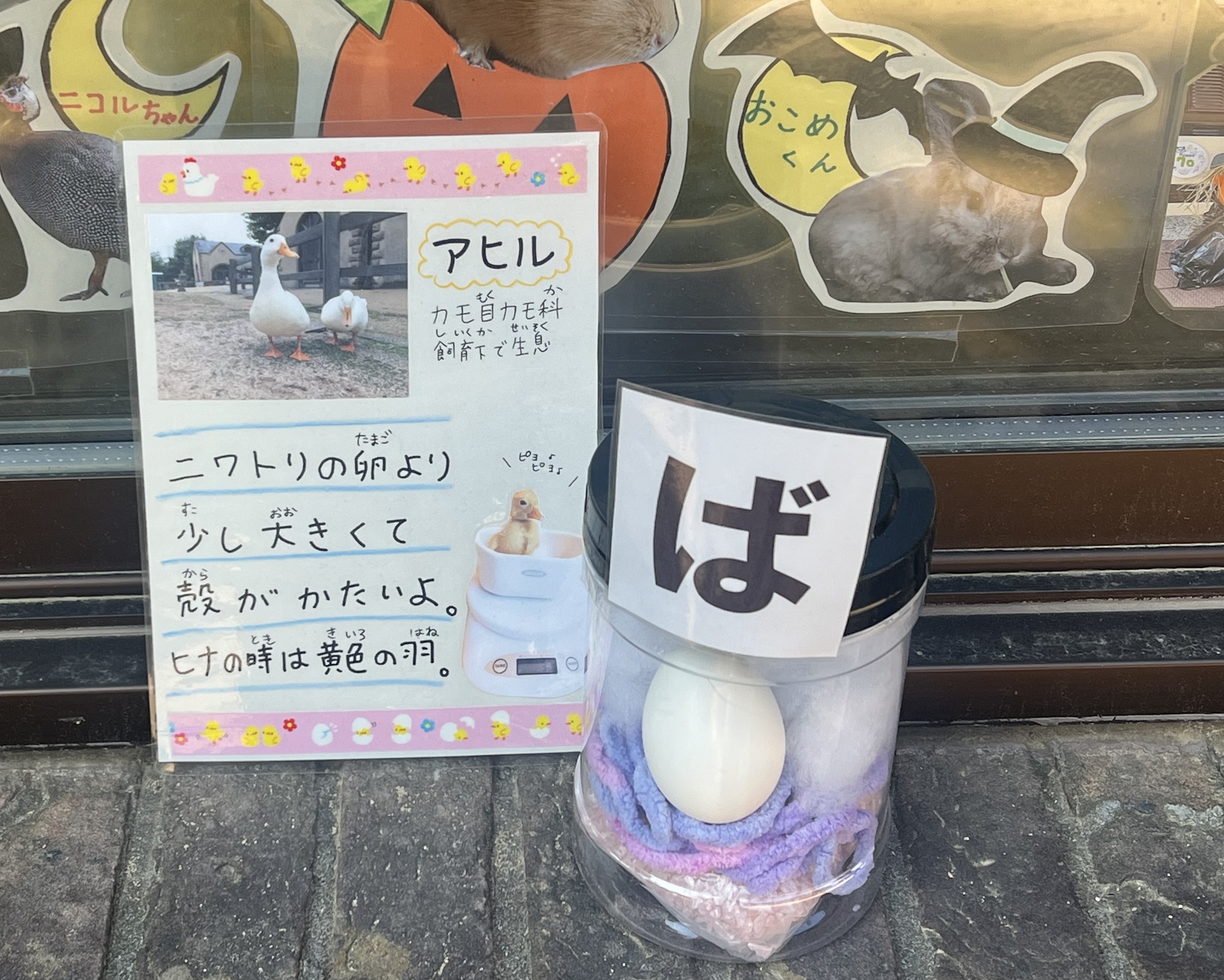 神戸市立王子動物園（公式） on X: 