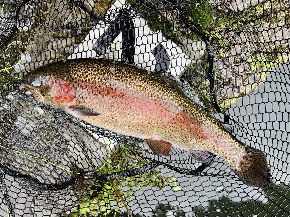 フライマンYOKOZUKA (@vxg_fd) / Posts / X