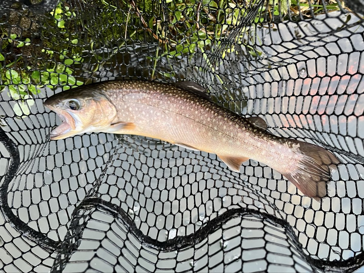 フライマンYOKOZUKA (@vxg_fd) / Posts / X