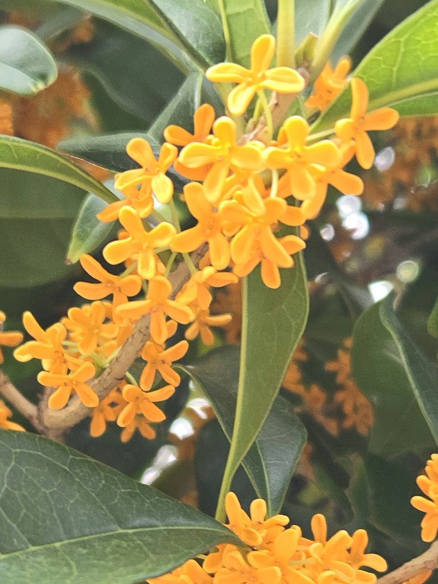 おはようございます！

キンモクセイの花が咲き、秋の香りに包まれる今日この頃。

キンモクセイの花言葉は「謙虚、謙遜」「真実、真実の愛」「陶酔」「初恋」。

そう、秋の香りは初恋の香り。

秋の季節に甦る青い春の記憶。
なんてね。

それでは、皆様、良い一日を！