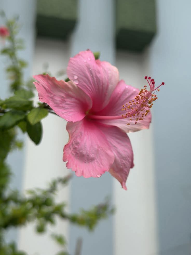 Raima__nor's tweet image. ফর্সা আর সৌন্দর্য
কখনোই এক কথা নয়!
ফর্সা কেবল চামড়ার মধ্যে ফুটে ওঠে,
আর সৌন্দর্য ফুটে ওঠতে প্রয়োজন
আল্লাহর আনুগত্যে ও উত্তম চরিত্রে!
_________________ উত্তম চরিত্র 💝🌼🌸